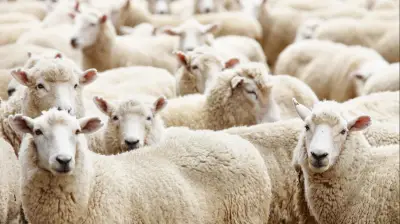 عيوب الأضحية وشروطها: دليل شامل لأضحية العيد وفق الفقهاء