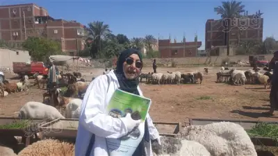 مدير الإرشاد البيطري بالإسماعيلية توضح كيفية اختيار الأضحية السليمة
