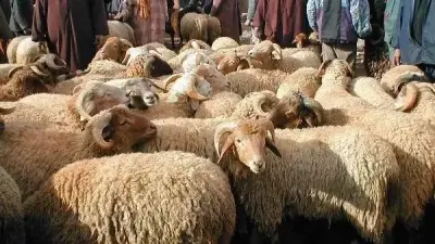 الحكمة من النهي عن أخذ الظفر والشعر قبل التضحية في العيد