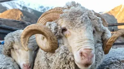 أمين الفتوى يوضح أنواع الأضاحي وعدد المساهمين فيها