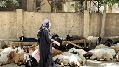 الكساد يضرب أسواق الماشية قبل عيد الأضحى بارتفاع الأسعار