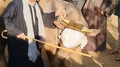 عجل وزنه طن يثير الدهشة في سوق مواشي طنطا قبل عيد الأضحى