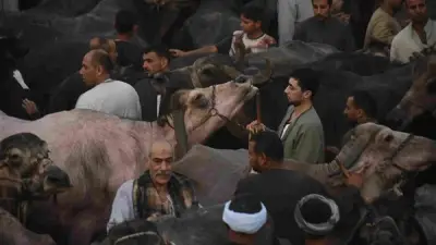 جولة في سوق الخميس: أسعار البقر والغنم قبل عيد الأضحى