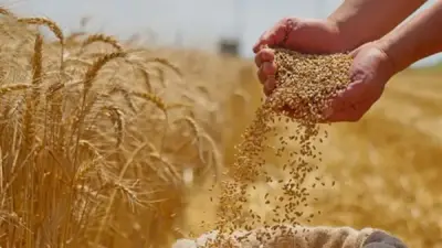 اقتراح برفع سعر توريد القمح مرتبطًا بمعدل التضخم أمام النواب