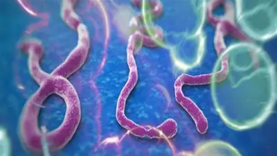 كيف تنتقل عدوى الإيبولا بين البشر وأعراضها بعد تفشيها في وسط إفريقيا؟