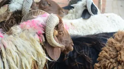 هل يجوز تحويل أموال الصدقات إلى أضحية؟ أمين الفتوى يوضح