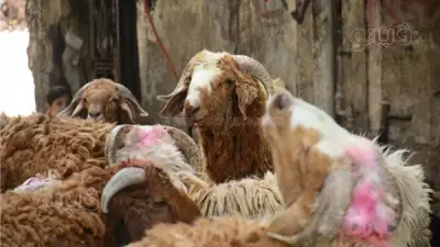 هل ضرب الأضحية قبل الذبح يؤثر في ثوابها؟ أمين الفتوى يحسم الجدل
