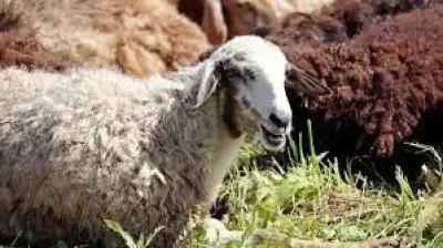 هل ثقب أذن الأضحية يؤثر على صحتها؟ أمين الإفتاء يوضح الحكم