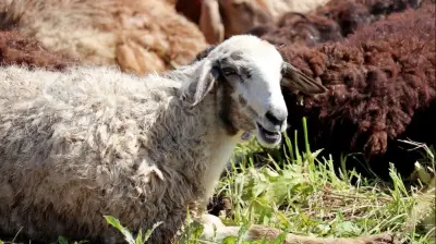 الإفتاء: يجوز شرعاً اشتراك غير المسلم في الأضحية مع المضحي
