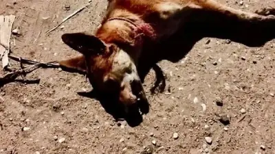 أمين الفتوى: لا وزر على من قتل كلبا هاجم سيدة عجوزا
