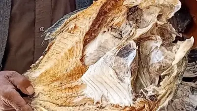 فاكهة البدو تتحدى الزمن.. الأسماك المجففة تراث بدوي بجنوب سيناء