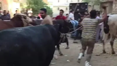 عادات الجزارين في الفيوم قبل عيد الأضحى: جولات بالعجول وأسعار متفاوتة