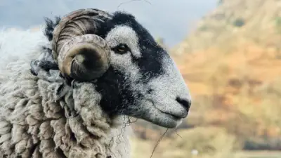 هل يجوز الادخار من لحم الأضحية وشراؤها بالتقسيط؟ الإفتاء تجيب