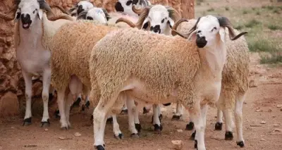 الجيزة تنظم شوادر الماشية استعداداً لعيد الأضحى