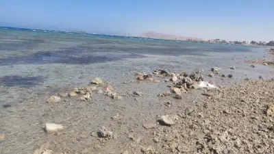 انحسار مياه البحر يكشف مساحات شاسعة من قاع شاطئ الجبيل بالطور