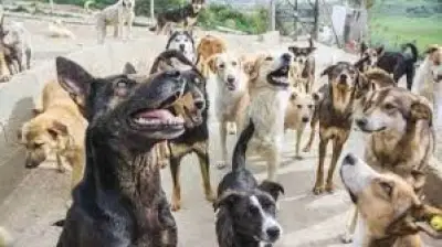 خبيرة بيطرية تكشف الأسباب الخفية وراء انتشار الكلاب الضالة وتقدم الحلول