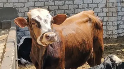 عجل يشبه النمر يخطف الأنظار في مزرعة أضاحي بالإسماعيلية