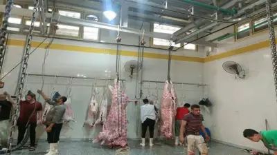 طب بيطري السادات يعلن جاهزية مجزر شبين الكوم المطور لاستقبال الأضاحي
