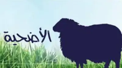 عقوبات الذبح العشوائي في الشوارع.. قانون الزراعة يحدد الضوابط
