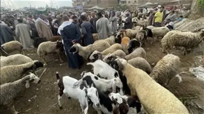 احذري رؤية الطفل لمشاهد ذبح الأضحية في العيد