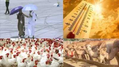 أخبار التوك شو: الأرصاد تعلن استقرار الطقس والزراعة تفتح المجازر مجانا