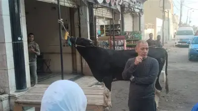 اصطفاف أهالي الإسكندرية لذبح الأضاحي بمحلات الجزارة في أول أيام عيد الأضحى