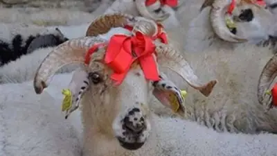 أغرب عادات عيد الأضحى حول العالم.. من خطف الخروف في الصين إلى تكحيل الأضحية في ليبيا