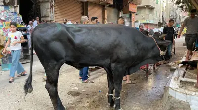 حكم إعطاء الجزار جلد الأضحية وبيع أجزائها في الشريعة الإسلامية