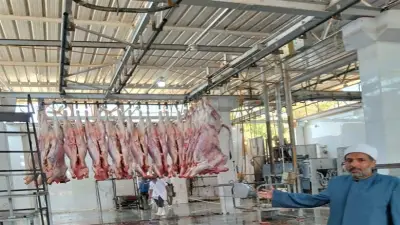 الأوقاف: صكوك الأضاحي تخفف الأعباء عن الأسر المستحقة خلال العيد