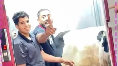 عجل داخل أسانسير يثير ضجة في عيد الأضحى