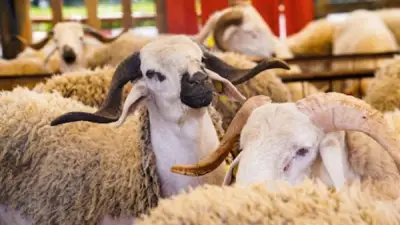 موعد انتهاء وقت ذبح الأضحية وأيام الذبح في عيد الأضحى