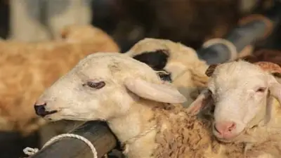 الأوقاف تحسم الجدل: التضحية عن الميت جائزة في المذاهب الأربعة بشرط واحد