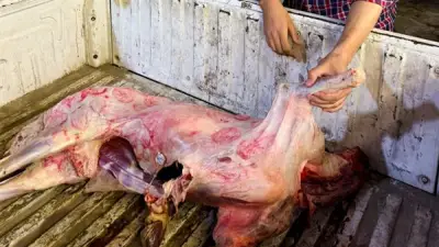 ضبط صاحب أختام مزورة للحوم الفاسدة في طنطا والتحقيقات تكشف مفاجآت