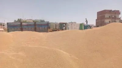 استئناف توريد القمح المحلي بمطروح بعد عيد الأضحى