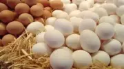 هبوط جديد لأسعار البيض.. كرتونة بـ100 جنيه في الأسواق