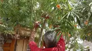محافظ أسيوط يؤكد استمرار تركيب الأكواد التعريفية لأشجار مبادرة 100 مليون شجرة