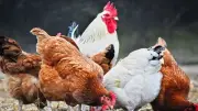 ارتفاع سعر الفراخ اليوم الإثنين 11 مايو 2026 في الأسواق