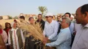 الغربية: توريد 114 ألفًا و861 طن قمح للشون والصوامع حتى اليوم