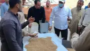 توريد 120 ألف طن قمح إلى مخازن المنوفية منذ بدء الموسم