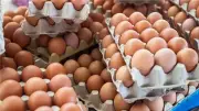 ارتفاع جديد في سعر كرتونة البيض اليوم الأربعاء 13 مايو 2026