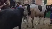 الفيوم تخصص 14 نقطة لذبح الأضاحي بالمجان خلال عيد الأضحى
