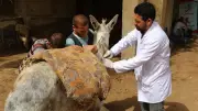 جامعة الفيوم تنظم قافلة بيطرية مجانية لتحصين 1429 رأس ماشية بقرية بيهمو