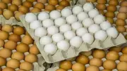 سعر كرتونة البيض اليوم الجمعة 15 مايو 2026 في بورصة الدواجن والجملة