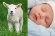 هل العقيقة عن الذكر أكثر من الأنثى؟ 15 حقيقة من النحر للطبخ والتوزيع