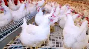 تراجع مفاجئ في أسعار الفراخ البيضاء 15 جنيها للكيلو اليوم