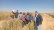 مركز بحوث الصحراء يحقق 15 أردبًا للفدان بزراعة القمح بمياه ملوحة 8000 جزء في المليون
