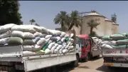 محافظ سوهاج: استقبال 170 ألف طن قمح ورفض 2150 طنًا غير مطابقة للمواصفات