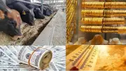 أسعار اللحوم والدواجن والذهب والدولار اليوم 19 مايو 2026