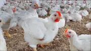 ارتفاع جديد في أسعار الدواجن بالأسواق اليوم الثلاثاء 19 مايو 2026