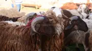 أسعار الأضاحي في مدبح السيدة زينب قبل عيد الأضحى 2026